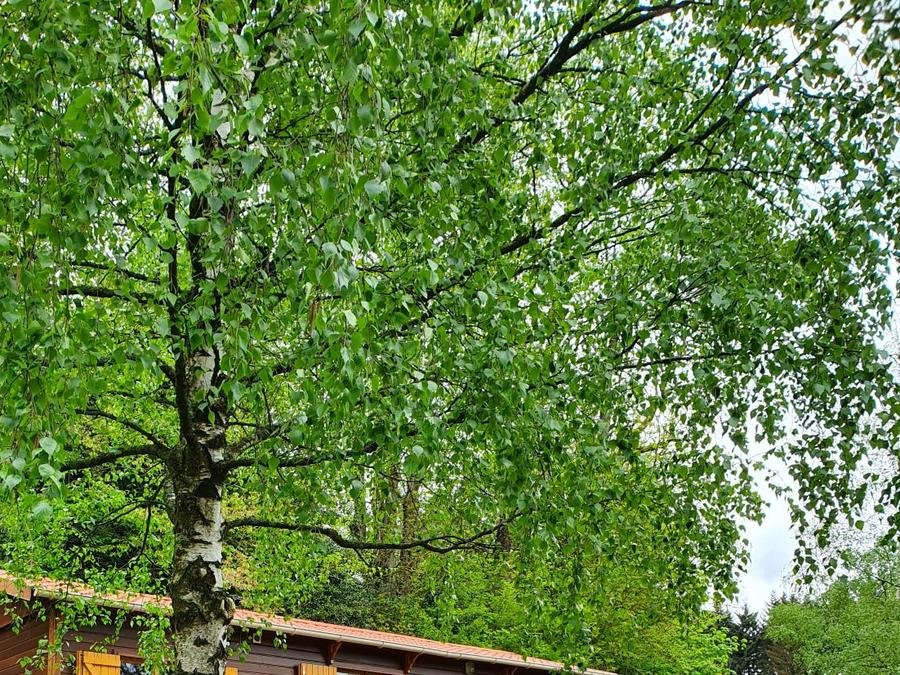 Camping Pas Cher vous présente avec son site Officiel campingpascher.fr, le Camping La Fressange classé 2 étoiles, situé sur la commune de Saint Didier En Velay dans le département Haute-loire (Auvergne) en France. Le camping La Fressange vous propose un hébergement de type chalet de 35 m² (télévision). Cet hébergement propose plus de 63 dates différentes pour réserver ! Pour dévouvrir la période la moins chère, consultez la rubrique 'Tarifs' et sélectionnez votre mois de départ. L'établissement vous propose 3 autres types d'hébergements. Découvrez tous nos séjours à petits prix dans la commune et aux alentours de Saint Didier En Velay du département : Haute-loire (Auvergne). Les Avis clients pour le Camping La Fressange sont excellents avec une note moyenne de 9 sur 10. Piscine chauffée, Piscine extérieure, Animation ados, Animations familiales, Aire de jeux enfants, Court de tennis, Ping-pong, Pétanque, Randonnée, Tir à l’arc, Dépôt de pain,... En savoir plus : cliquez-ICI.