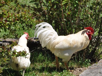 Cliquez pour découvrir toutes les photos de l'ÉTABLISSEMENT ! établissement Le Moulin Du Châtain photo 10