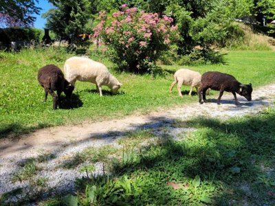Cliquez pour découvrir toutes les photos de l'ÉTABLISSEMENT ! camping Le Soustran photo 18