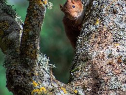 Camping Pas Cher vous présente avec son site Officiel campingpascher.fr, le Camping Du Lac D'Aydat classé 3 étoiles, situé sur la commune de Aydat dans le département Puy-de-dôme (Auvergne) en France. Le camping Du Lac D'Aydat vous propose un hébergement de type chalet de 34 m² pour 4 personnes (télévision). L'établissement vous propose 9 autres types d'hébergements. Découvrez tous nos séjours à petits prix dans la commune et aux alentours de Aydat du département : Puy-de-dôme (Auvergne). Les Avis clients pour le Camping Du Lac D'Aydat sont excellents avec une note moyenne de 8 sur 10. LacRivière, Piscine chauffée, Piscine extérieure, Animations familiales, Club enfants, Aire de jeux enfants, Canoë-kayak, Court de tennis, Escalade, Golf, Paddle, Ping-pong, Planche à voile, Pédalo, Pétanque, Randonnée, Salle de fitness, Terrain de football, Terrain multisports, Voile, Bar, Boulangerie, Bureau de tabac, Food truck, Pizzeria, Plats à emporter, Restaurant, Station-service, Supermarché, Épicerie,... En savoir plus : cliquez-ICI.