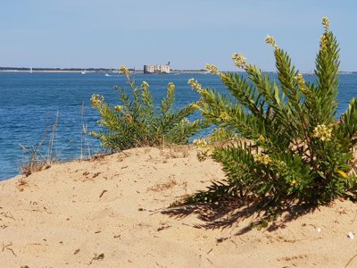 Cliquez pour découvrir toutes les photos de l'ÉTABLISSEMENT ! camping Les Pins D'Oléron photo 16