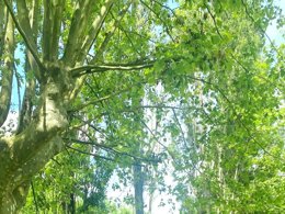 Camping Pas Cher vous présente avec son site Officiel campingpascher.fr, le Camping Du Val De Saône classé 3 étoiles, situé sur la commune de Thoissey dans le département Ain (Rhône Alpes) en France. Le camping Du Val De Saône, vous présente un hébergement de type hébergement insolite pour 3 personnes. Le camping Du Val De Saône vous propose du dimanche 26 avril au dimanche 03 mai 2026 pour 7 nuits à 396€. Cette location propose 142 dates différentes pour réserver votre séjour. Découvrez également les 7 autres gammes d'hébergements du camping. Les Avis clients pour le Camping Du Val De Saône sont excellents avec une note moyenne de 8 sur 10. Rivière, Piscine chauffée, Piscine extérieure, Animations familiales, Aire de jeux enfants, Canoë-kayak, Paddle, Pétanque, Terrain multisports, Bar, Dépôt de pain, Supermarché, Épicerie,... En savoir plus : cliquez-ICI.