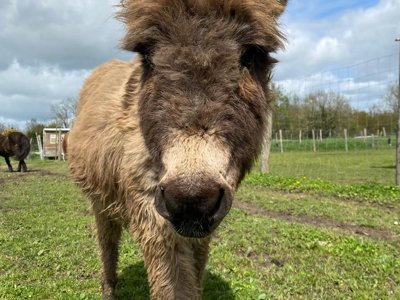 camping L'Ambois photo 14