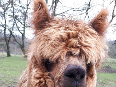 camping L'Ambois photo 16