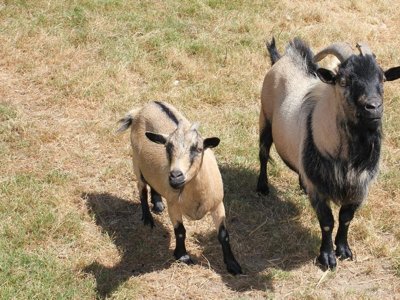 Cliquez pour découvrir toutes les photos de l'ÉTABLISSEMENT ! camping Le Trèfle à 4 Feuilles photo 29