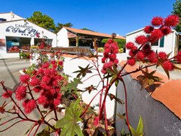 Camping Pas Cher vous présente avec son site Officiel campingpascher.fr, le Camping Le Pont D'yeu classé 3 étoiles, situé sur la commune de Notre Dame De Monts dans le département Vendée (Pays De La Loire) en France. Le camping Le Pont D'yeu, vous présente un hébergement de type tente de 7 m². Le camping Le Pont D'yeu vous propose du lundi 31 août au lundi 07 septembre 2026 pour 7 nuits à 200.2€. Cette location propose 176 dates différentes pour réserver votre séjour. Découvrez également les 8 autres gammes d'hébergements du camping. Les Avis clients pour le Camping Le Pont D'yeu sont excellents avec une note moyenne de 8 sur 10. Piscine couverte, Animations familiales, Aire de jeux enfants, Canoë-kayak, Court de tennis, Paddle, Ping-pong, Pétanque, Randonnée, Voile, Bar, Dépôt de pain, Restaurant,... En savoir plus : cliquez-ICI.