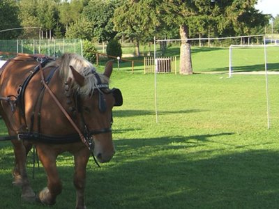 Cliquez pour découvrir toutes les photos de l'ÉTABLISSEMENT ! camping De La Forêt photo 21