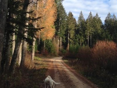 Cliquez pour découvrir toutes les photos de l'ÉTABLISSEMENT ! camping De La Forêt photo 24