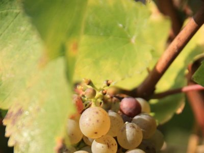 camping La Vallée Des Vignes photo 18