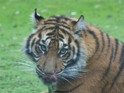 camping La Vallée Des Vignes photo 20