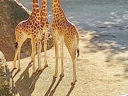 Camping Pas Cher vous présente avec son site Officiel campingpascher.fr, le Camping Flower Du Port Caroline classé 3 étoiles, situé sur la commune de Brain Sur L'authion dans le département Maine-et-loire (Pays De La Loire) en France. Le camping Flower Du Port Caroline vous propose un hébergement de type mobil-home de 32 m². L'établissement vous propose 5 autres types d'hébergements. Découvrez tous nos séjours à petits prix dans la commune et aux alentours de Brain Sur L'authion du département : Maine-et-loire (Pays De La Loire). Les Avis clients pour le Camping Flower Du Port Caroline sont excellents avec une note moyenne de 9 sur 10. Piscine chauffée, Piscine couverte, Animation enfants, Aire de jeux enfants, Ping-pong, Pétanque, Structure gonflable enfants, Terrain multisports, Trampoline, Bar, Boulangerie, Bureau de tabac, Dépôt de pain, Plats à emporter, Restaurant, Snack/Bar, Station-service, Épicerie,... En savoir plus : cliquez-ICI.