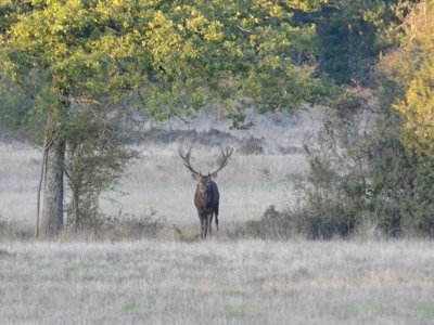 camping Lodges De Blois Chambord photo 29