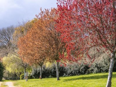 Cliquez pour découvrir toutes les photos de l'ÉTABLISSEMENT ! camping De Locouarn photo 14