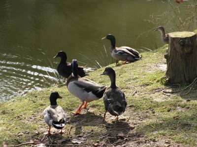 Cliquez pour découvrir toutes les photos de l'ÉTABLISSEMENT ! camping Domaine Les Peupliers photo 17