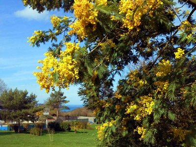 Cliquez pour découvrir toutes les photos de l'ÉTABLISSEMENT ! camping Les Madières photo 25