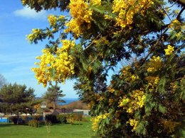 Camping Pas Cher vous présente avec son site Officiel campingpascher.fr, le Camping Les Madières classé 3 étoiles, situé sur la commune de Pordic dans le département Côtes-d'armor (Bretagne) en France. Le camping Les Madières vous propose un hébergement de type mobil-home de 28 m². L'établissement vous propose 8 autres types d'hébergements. Découvrez tous nos séjours à petits prix dans la commune et aux alentours de Pordic du département : Côtes-d'armor (Bretagne). Piscine chauffée, Piscine extérieure, Aire de jeux enfants, Baby-foot, Cyclisme, Ping-pong, Pétanque, Randonnée, Bar, Boulangerie, Dépôt de pain, Food truck, Supermarché,... En savoir plus : cliquez-ICI.