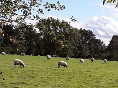 camping Le Picard photo 14