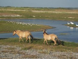 Camping Pas Cher vous présente avec son site Officiel campingpascher.fr, le Camping La Prairie classé 4 étoiles, situé sur la commune de Le Crotoy dans le département Somme (Picardie) en France. Le camping La Prairie vous propose un hébergement de type mobil-home de 38 m² pour 6 personnes (télévision). L'établissement vous propose 24 autres types d'hébergements. Découvrez tous nos séjours à petits prix dans la commune et aux alentours de Le Crotoy du département : Somme (Picardie). Les Avis clients pour le Camping La Prairie sont excellents avec une note moyenne de 8 sur 10. MerÉtang, Piscine chauffée, Piscine couverte, Animation enfants, Animations familiales, Club enfants, Aire de jeux enfants, Baby-foot, Centre équestre, Court de tennis, Cyclisme, Golf, Ping-pong, Piscine, Planche à voile, Pétanque, Randonnée, Salle de fitness, Skatepark, Structure gonflable enfants, Surf, Terrain de badminton, kiteSurf, Dépôt de pain, Food truck, Snack/Bar, Épicerie,... En savoir plus : cliquez-ICI.