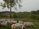 Cliquez pour découvrir toutes les photos de l'ÉTABLISSEMENT ! camping Les Hauts D'Albas photo 8
