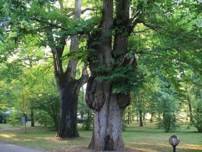 camping Le Convivial photo 16