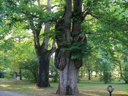 Camping Pas Cher vous présente avec son site Officiel campingpascher.fr, le Camping Le Convivial classé 3 étoiles, situé sur la commune de Saint Martial De Nabirat dans le département Dordogne (Aquitaine) en France. Le camping Le Convivial vous propose un hébergement de type tente. L'établissement vous propose 5 autres types d'hébergements. Découvrez tous nos séjours à petits prix dans la commune et aux alentours de Saint Martial De Nabirat du département : Dordogne (Aquitaine). Piscine chauffée, Piscine extérieure, Animations familiales, Baby-foot, Ping-pong, Pétanque, Bar, Snack/Bar,... En savoir plus : cliquez-ICI.