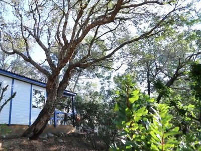 Cliquez pour découvrir toutes les photos de l'HÉBERGEMENT ! chalet - U Pinarellu photo 2