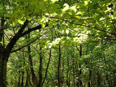 camping Le Chaudebry photo 10