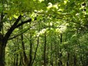 camping Le Chaudebry photo 10