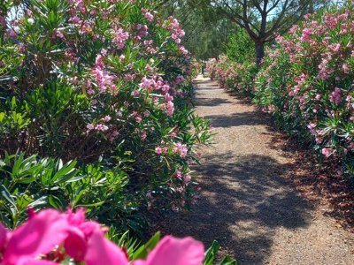 Cliquez pour découvrir toutes les photos de l'ÉTABLISSEMENT ! camping Flower De L'Olivigne photo 21
