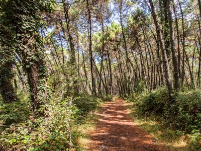 Cliquez pour découvrir toutes les photos de l'ÉTABLISSEMENT ! camping Marina Romea Easy Village photo 15