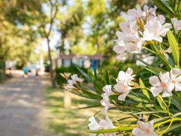 Camping Pas Cher vous présente avec son site Officiel campingpascher.fr, le Camping SUNELIA Ma Prairie classé 4 étoiles, situé sur la commune de Canet En Roussillon dans le département Pyrénées-orientales (Languedoc Roussillon) en France. Le camping SUNELIA Ma Prairie, vous présente un hébergement de type tente de 16 m² pour 1 personne. Le camping SUNELIA Ma Prairie vous proposeun séjour PAS CHER avec une REMISEdu sam. 23 mai au sam. 30 mai 2026, en promotion à -30% pour 7 nuits à 196 € au lieu de 280,0 € soit une Économie de 84 €. Cette location propose 95 dates différentes pour réserver votre séjour. Découvrez également les 10 autres gammes d'hébergements du camping. Les Avis clients pour le Camping SUNELIA Ma Prairie sont excellents avec une note moyenne de 8 sur 10. Mer, Piscine chauffée, Piscine extérieure, Animation enfants, Animations familiales, Club enfants, Aire de jeux enfants, Baby-foot, Paddle, Ping-pong, Piscine, Planche à voile, Pétanque, Salle de fitness, Terrain de basketball, Terrain de football, Terrain multisports, Trampoline, kiteSurf, Bar, Boulangerie, Bureau de tabac, Créperie, Dépôt de pain, Restaurant, Snack/Bar, Station-service, Supermarché, Épicerie,... En savoir plus : cliquez-ICI.