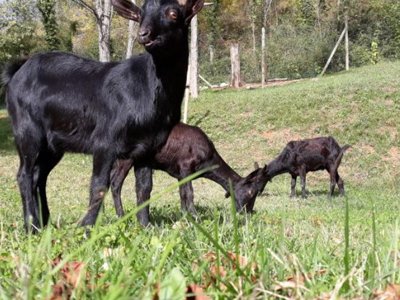 camping La Soleia D'Oix photo 22