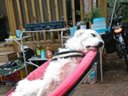 tente en toile et bois - camping Maremma Sans Souci photo 7