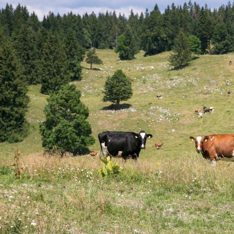 Cliquez pour découvrir toutes les photos de l'ÉTABLISSEMENT ! établissement Village Vacance Les Clarines photo 5