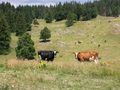 Cliquez pour découvrir toutes les photos de l'ÉTABLISSEMENT ! établissement Village Vacance Les Clarines photo 5