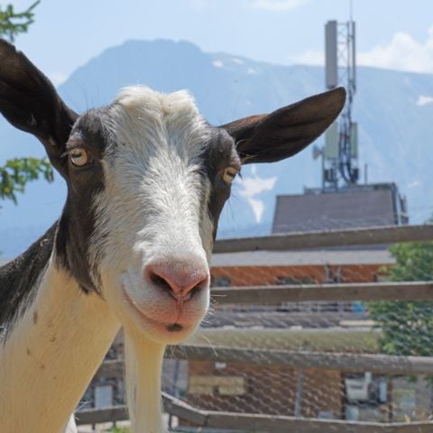 Cliquez pour découvrir toutes les photos de l'ÉTABLISSEMENT ! établissement Les Villages Du Bachat photo 4