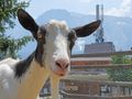 Cliquez pour découvrir toutes les photos de l'ÉTABLISSEMENT ! établissement Les Villages Du Bachat photo 4