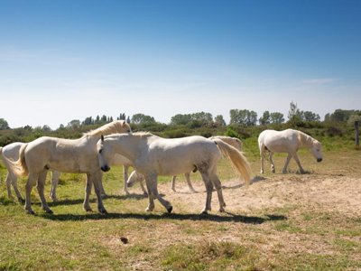 Cliquez pour découvrir toutes les photos de l'ÉTABLISSEMENT ! résidence SOWELL - Les Mazets photo 29