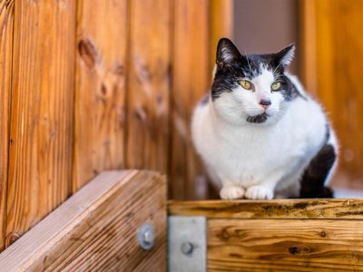 Cliquez pour découvrir toutes les photos de l'ÉTABLISSEMENT ! résidence Madame Vacances - Les Chalets Du Berger Premium photo 16