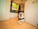 Cliquez pour découvrir toutes les photos de l'HÉBERGEMENT ! mobil-home - établissement Orlando In Chianti Glamping Resort photo 9