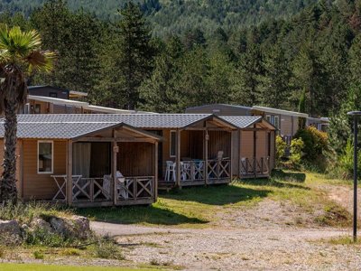 camping Flower Innature photo 12