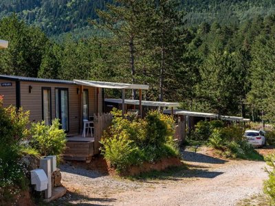 camping Flower Innature photo 13