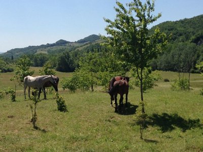 camping Rio Verde photo 10
