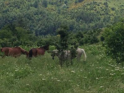 camping Rio Verde photo 8