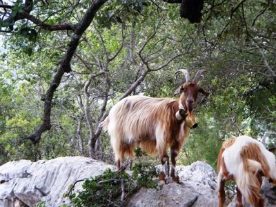 Cliquez pour découvrir toutes les photos de l'ÉTABLISSEMENT ! camping Le Cernie photo 23