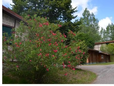 Cliquez pour découvrir toutes les photos de l'ÉTABLISSEMENT ! camping Caniza photo 28