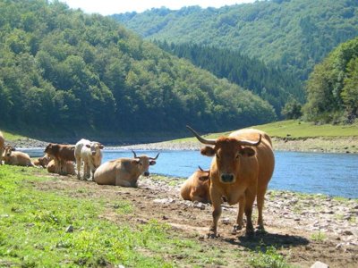 Cliquez pour découvrir toutes les photos de l'ÉTABLISSEMENT ! village vacances VVF Villages - Les Terres D'Aubrac - Chaudes-Aigues photo 20