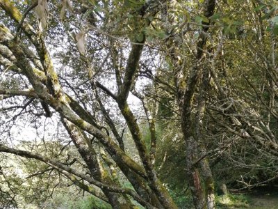 Cliquez pour découvrir toutes les photos de l'ÉTABLISSEMENT ! camping De Kerisole*** photo 18