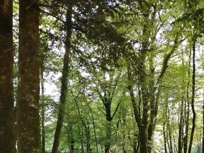 Cliquez pour découvrir toutes les photos de l'ÉTABLISSEMENT ! camping De Kerisole*** photo 19