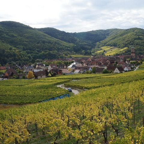 établissement Coeur D'Alsace photo 3